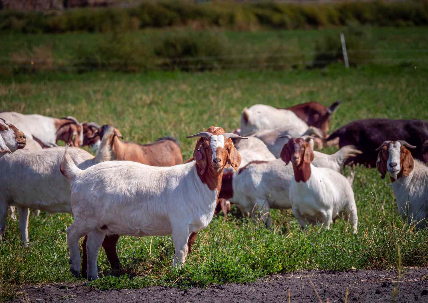 Animal Livestock